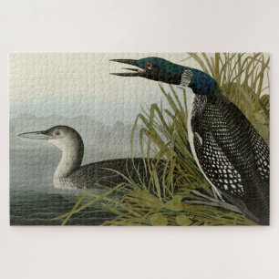 Große Nordtaucher Loon Audubon Birds of America