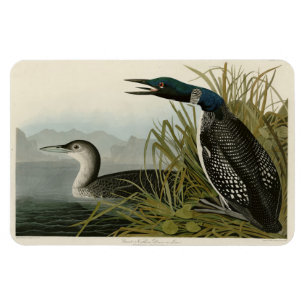 Große Nordtaucher Loon Audubon Birds of America Magnet