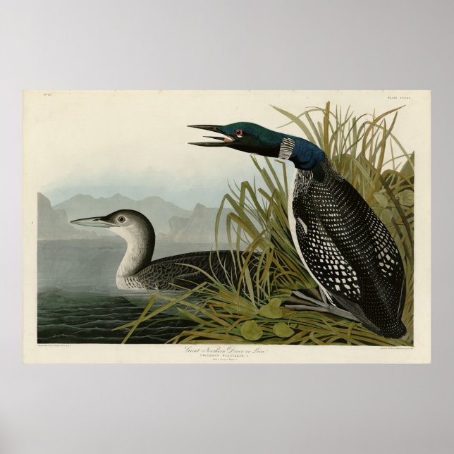 Große Nordtaucher Loon Audubon Birds of America Poster (Vorne)