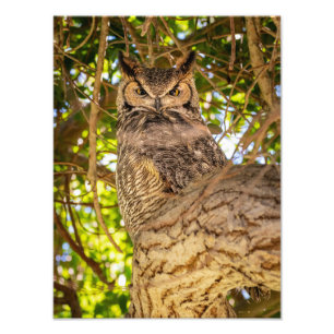 Große Ohreneule-Wandkunst Wildlife-Naturfoto Fotodruck