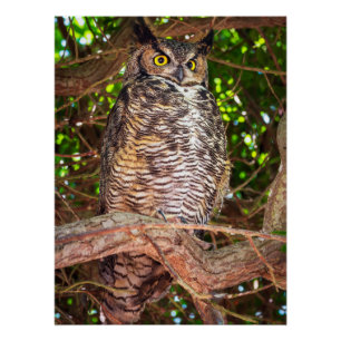 Große Ohreneule-Wildlife-Foto – Digitaler Download Poster