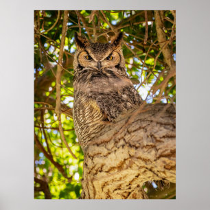 Große Ohreneule-Wildlife-Wandkunst-Foto-Druck Poster