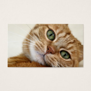 Große orange Miezekatze