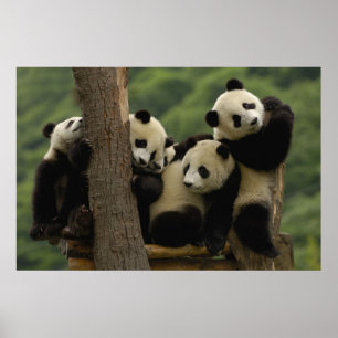 Große Pandas Babys (Ailuropoda melanoleuca) Poster