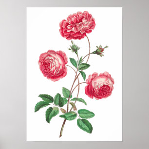 Große provenzalische Rose (1770-1775) von John Edw Poster