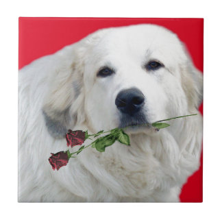Große Pyrenäen mit Rosen Fliese