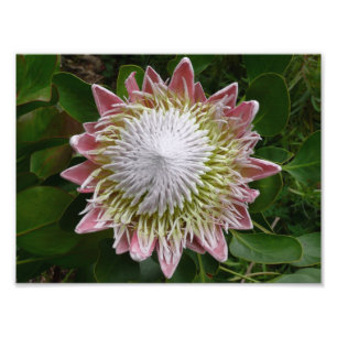 Große rosa und weiße Blume Natur Foto