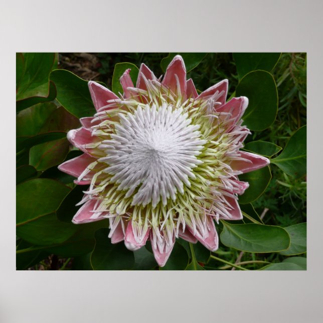 Große rosa und weiße Blume Natur Foto Poster (Vorne)