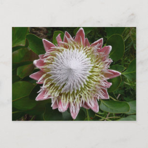 Große rosa und weiße Blumen-Natur-Foto Postkarte