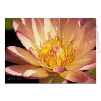 Große rosa Wasserlilie