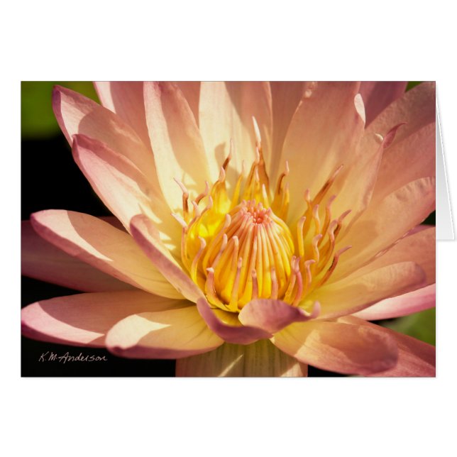 Große rosa Wasserlilie (Vorderseite (Horizontal))