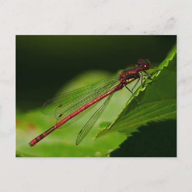 Große Rote Kleinlibelle Postkarte (Vorderseite)