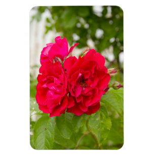 Große rote Rosen im Garten Magnet