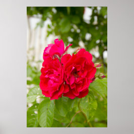 Große rote Rosen im Garten Poster