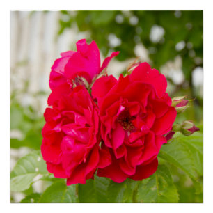 Große rote Rosen im Garten Poster