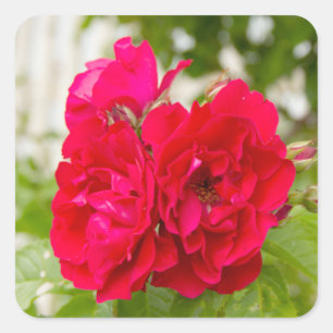 Große rote Rosen im Garten Quadratischer Aufkleber