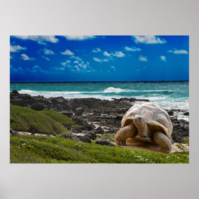 Große Schildkröte am Meer Poster (Vorne)