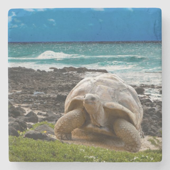 Große Schildkröte am Seerand Steinuntersetzer (Vorderseite)