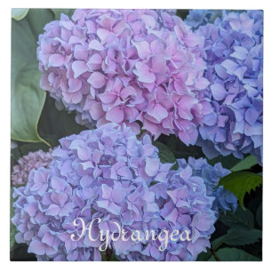 Große schöne Hortensienblüten Floral Fliese