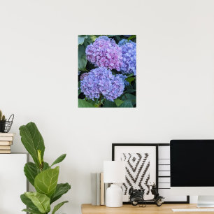 Große schöne Hortensienblüten Floral Poster