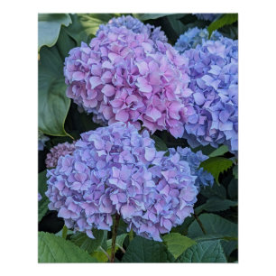 Große schöne Hortensienblüten Floral Poster