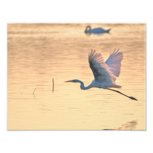 Große Schwalbe Fotodruck