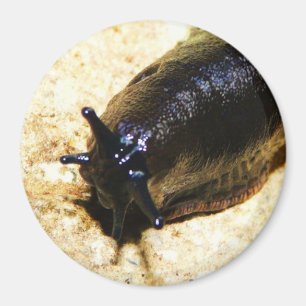 Große schwarze Schnecke Magnet