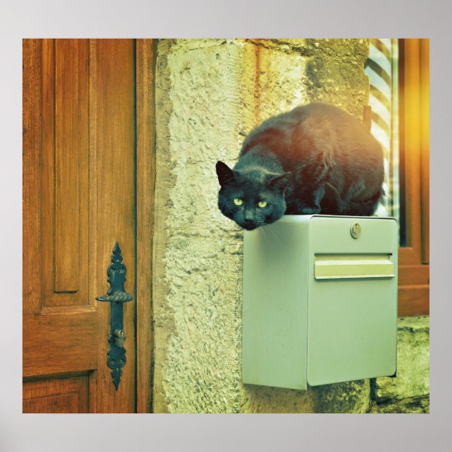 Große schwarze Straßenkatze sprang auf Hauspost Poster (Vorne)