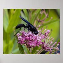 Große Schwarze Wespe