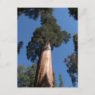 Große Sequoia Postkarte