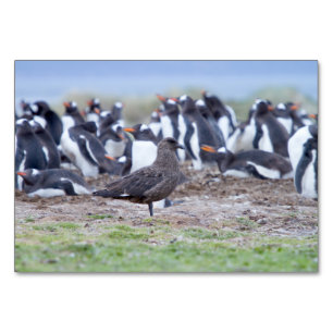 Große Skua vor der Pinguinkolonie Tischnummer
