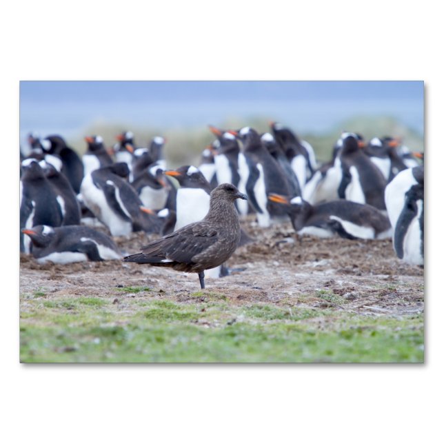 Große Skua vor der Pinguinkolonie Tischnummer (Rückseite)