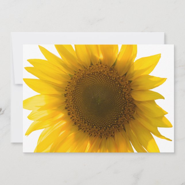 Große Sonnenblume (Vorderseite)