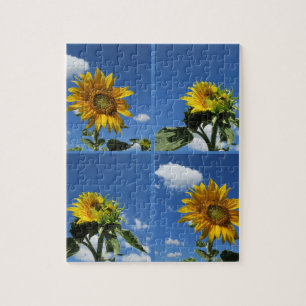 große Sonnenblume strahlt gelb blau Himmel weiß we