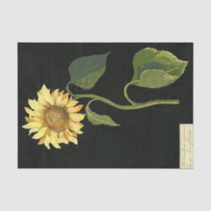 Große Sonnenblume von Mary Delany Seidenpapier