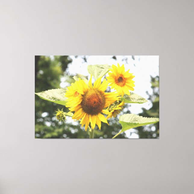 Große Sonnenblumen Leinwanddruck (Vorderseite)