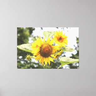 Große Sonnenblumen Leinwanddruck