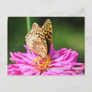 Große Spangled Fritillary Postkarte