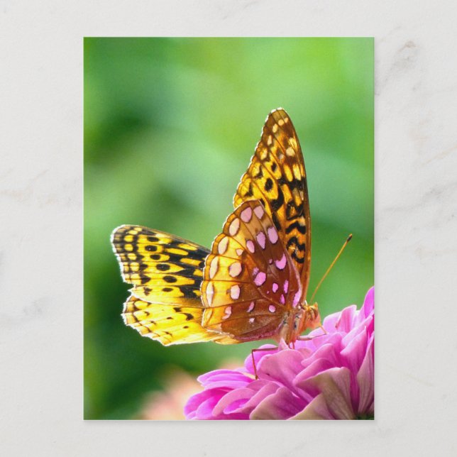 Große Spangled Fritillary Postkarte (Vorderseite)