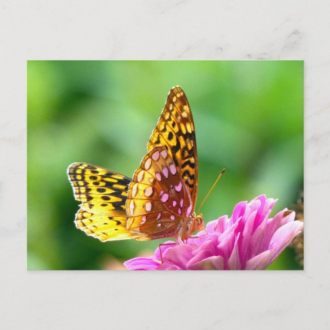 Große Spangled Fritillary Postkarte (Vorderseite)