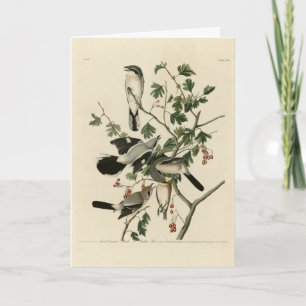 Große Steinbrüche - Audubon Birds of America Karte