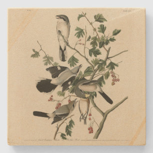 Große Steinbrüche - Audubon Birds of America Steinuntersetzer
