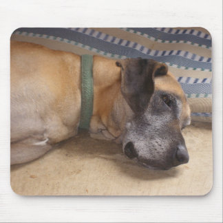 Große süße Deutsche Dogge Mousepad