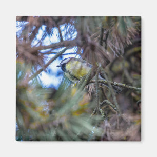 Große Titte (Parus major) Magnet