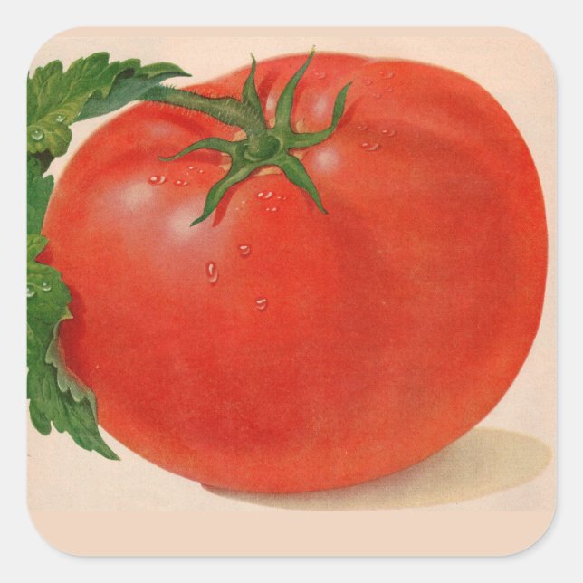 große Tomate Quadratischer Aufkleber (Vorderseite)