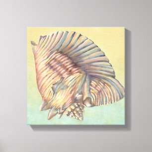 Große Tritonshorn-PastellMuschel Leinwanddruck