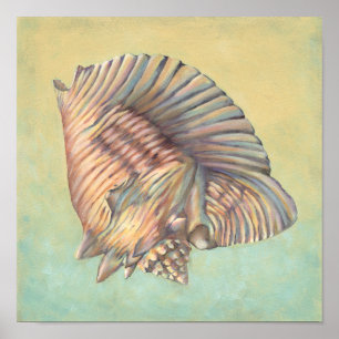 Große Tritonshorn-PastellMuschel Poster