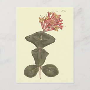 Große Trompeten-Jelängerjelieber-Botanische-Illust Postkarte