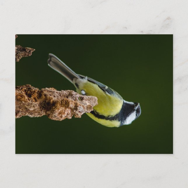 Große Tüte im Herbst Postkarte (Vorderseite)