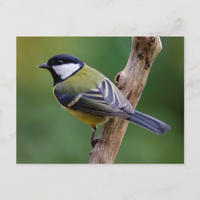 Große Tüte im Herbst Postkarte (Vorderseite)